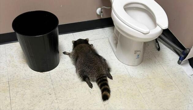 Betrunkener Waschbär in Virginia