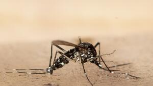 Chikungunya für Europa problematischer als gedacht