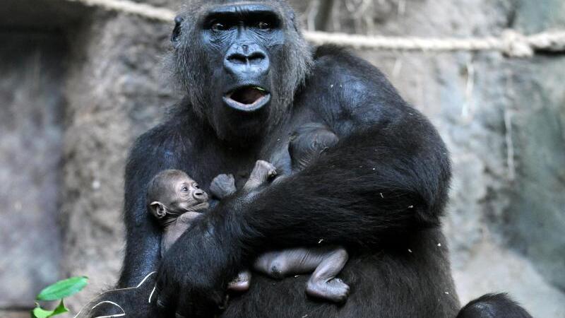 Gorillas im Frankfurter Zoo