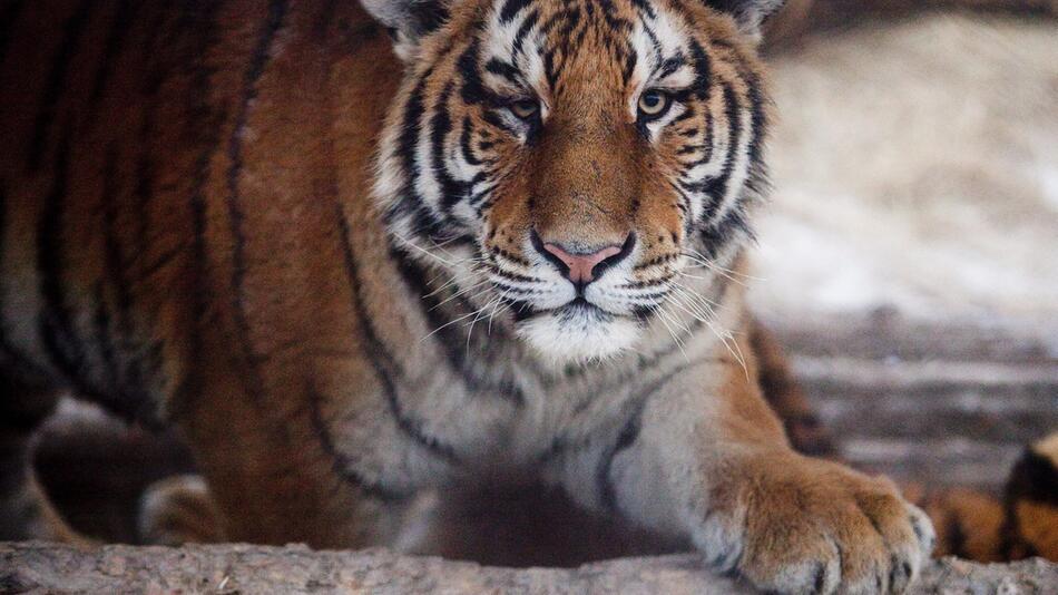 China lockert Verbot für Handel mit Nashorn- und Tigerteilen