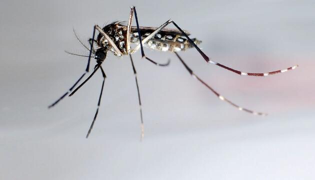 Chikungunya für Europa problematischer als gedacht