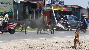Mitten ins Getümmel: Kämpfende Bullen reissen Motorradfahrer um