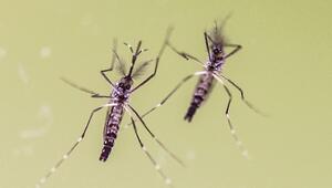 Zwei Ägyptische Tigermücken (Aedes aegypti)