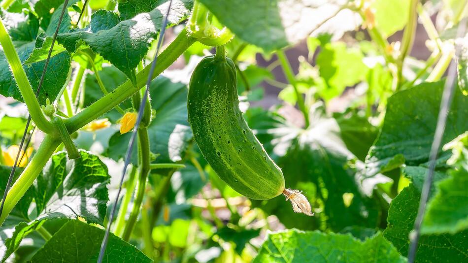 Gurke, Garten