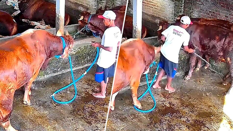 Karma mit Hörnern: Bauer schlägt Kuh – und muss dafür bezahlen