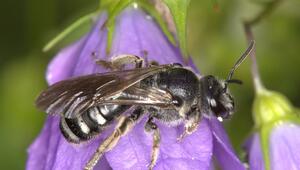 Glockenblumen-Schmalbiene ist Wildbiene des Jahres 2026
