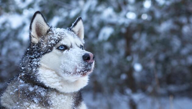Theoretisch kann jeder Hund eine Schneenase entwickeln.
