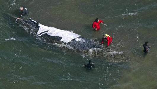 Helfer beim Wal