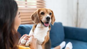 Hund, Haustiere, Forschung, Ratgeber