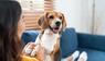 Hund, Haustiere, Forschung, Ratgeber