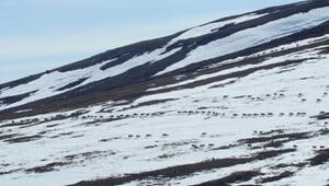 Ölbohrungen in Alaskas Naturschutzgebiet geplant
