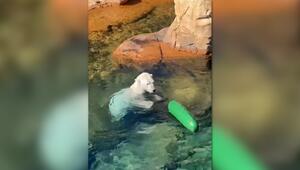 Im Memphis Zoo ist für Eisbär Koda Spielen angesagt