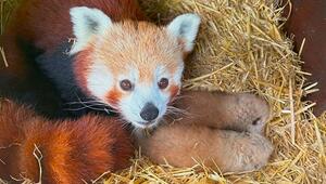 Flauschiger Doppel-Nachwuchs: Zwei seltene Rote-Panda-Babys in englischem Zoo geboren