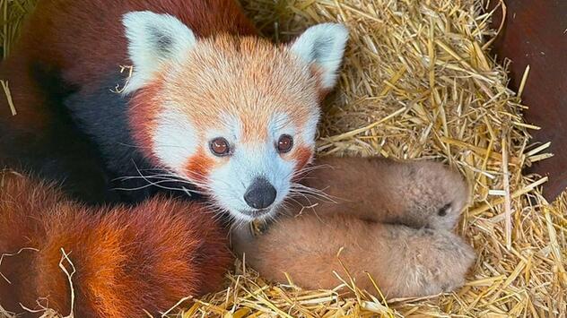 Flauschiger Doppel-Nachwuchs: Zwei seltene Rote-Panda-Babys in englischem Zoo geboren
