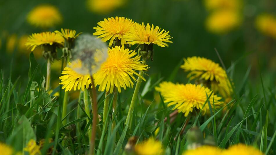 Warum Löwenzahn den Bienen mehr nutzt als Rosen und Dahlien