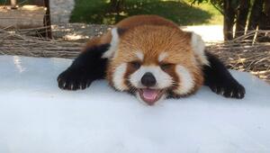 Coole Socke: Roter Panda kühlt sich mit Eisblock ab
