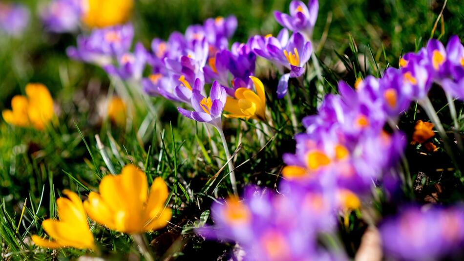 Blühende Krokusse