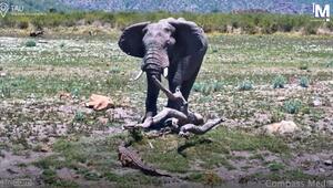Verkehrte Welt: Riesiger Elefant nimmt vor Krokodil Reissaus