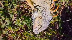 Kältewelle in Florida: Erstarrte Leguane fallen von Bäumen