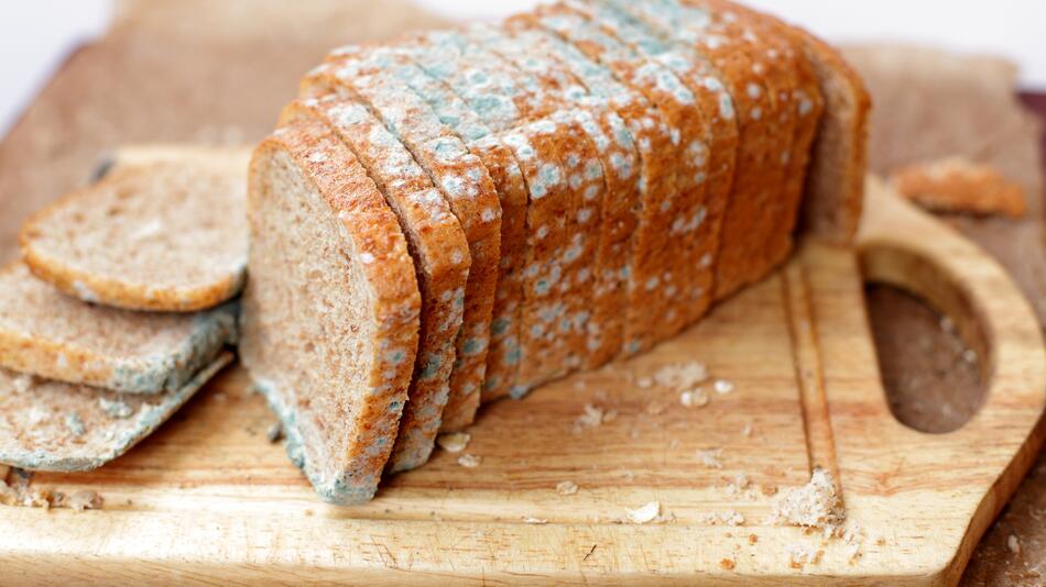 Brot Schimmel