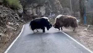 Endstation: Kämpfende Yaks blockieren Strasse – Biker hat ein Problem