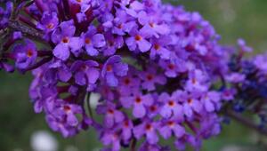 schädliche Gartenpflanzen