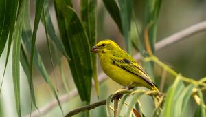 Kanarienvogel 