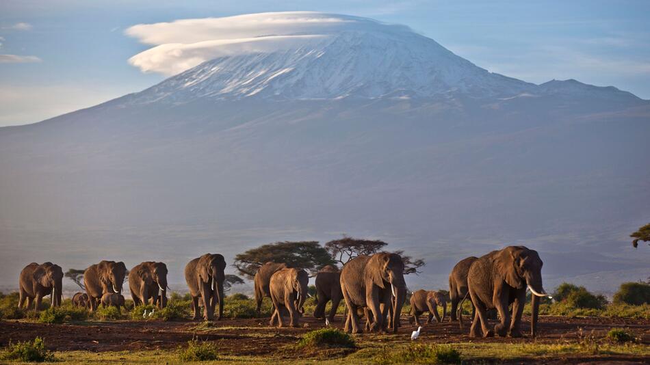 Elefantenherde im kenianischen Amboseli-Nationalpark