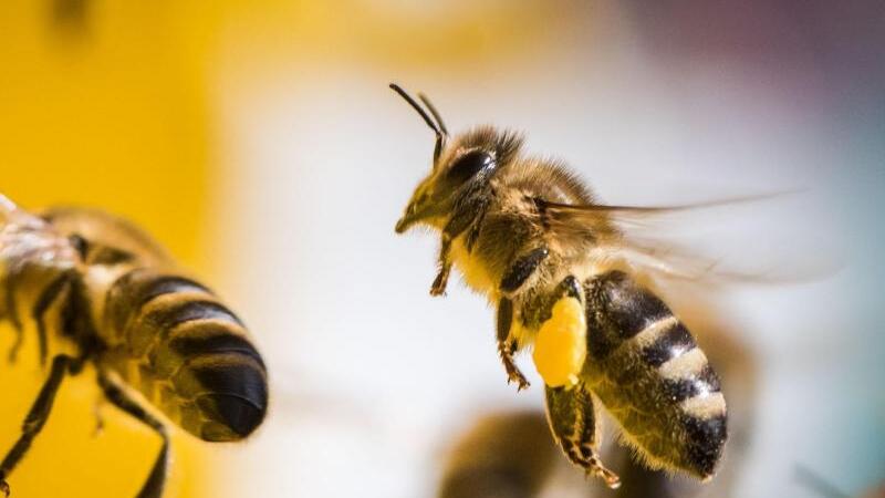 Blütenduft lockt die Bienen