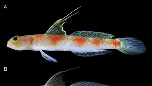 Tomiyamichthys oriens, a new species of shrimpgoby (Teleostei, Gobiidae) 
