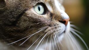 Auch wenn es dich stört – du solltest deine Katze niemals für das Kneten bestrafen.