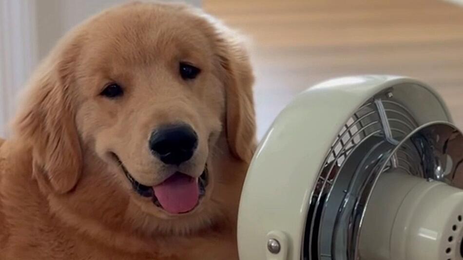 Hund gegen Hitze: Golden Retriever findet den perfekten Platz