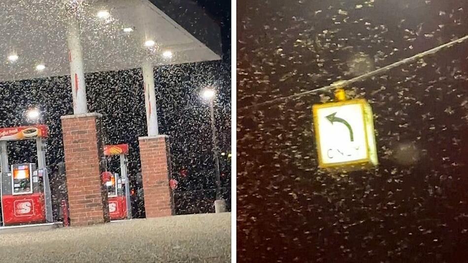Insekten-Ansturm: Mückeninvasion an Tankstelle in Michigan