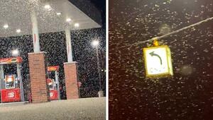 Insekten-Ansturm: Mückeninvasion an Tankstelle in Michigan
