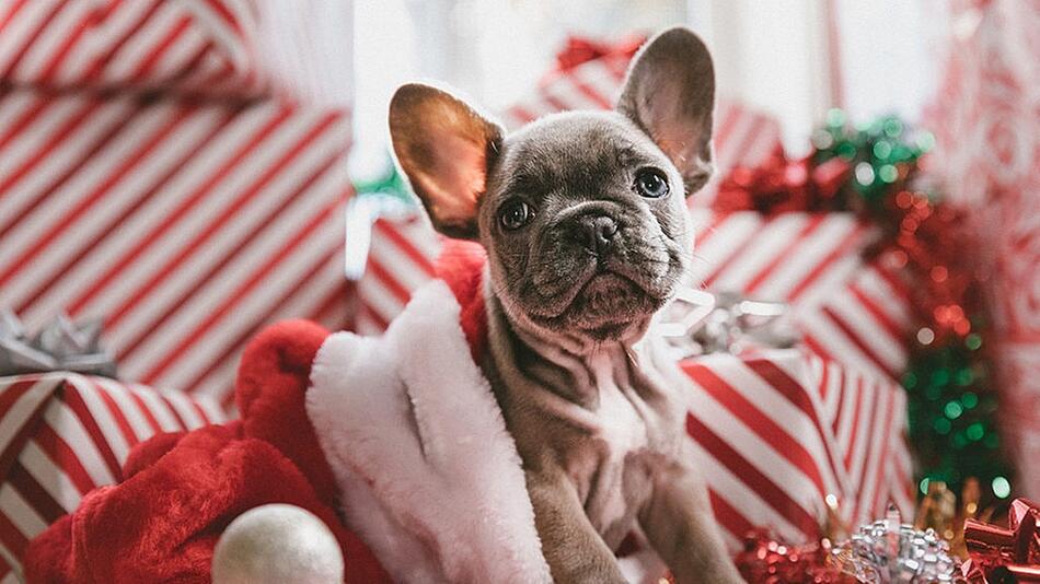 Tiere sind nur ganz bedingt ein Weihnachtsgeschenk.