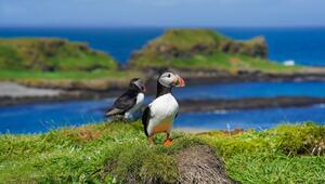 An Schottlands Küsten können Reisende Puffins - oder Papageitaucher - beobachten, am besten ...