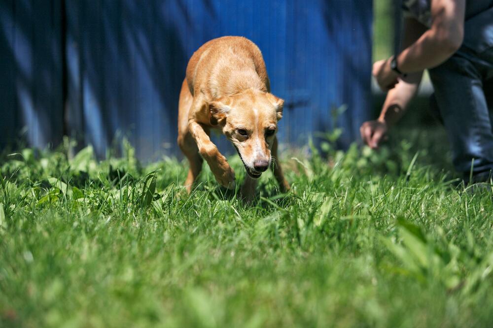 Ängstlicher Hund