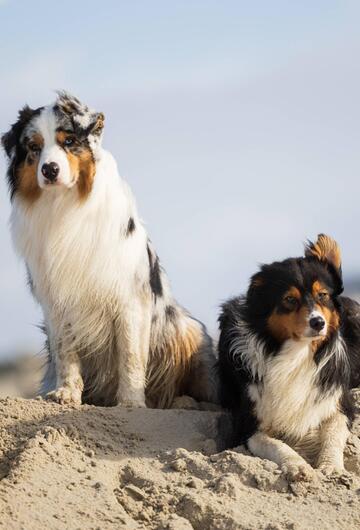 Australian Shepherds auf einem Sandhaufen in Sankt Peter-Ording
