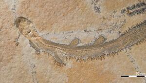  Skelett des Urzeithais Bavariscyllium 