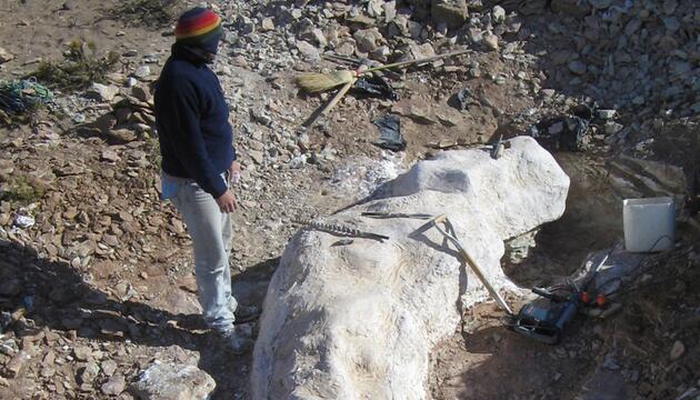 Teile des Bicharracosaurus dionidei werden geborgen