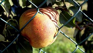 Obst pflücken, das über den Zaun hängt