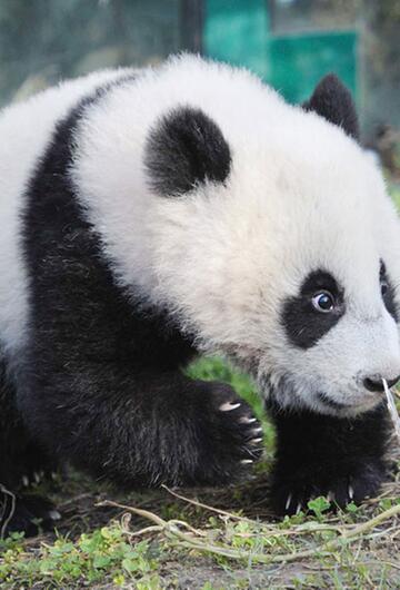 Pandababy Fu Hu