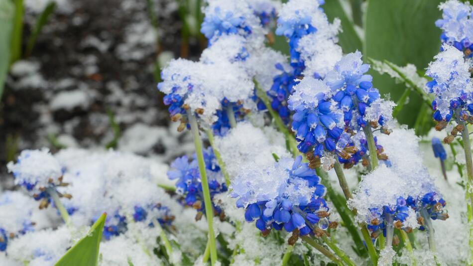 Schnee im Garten: Darum müssen Sie ihre Pflanzen trotzdem giessen