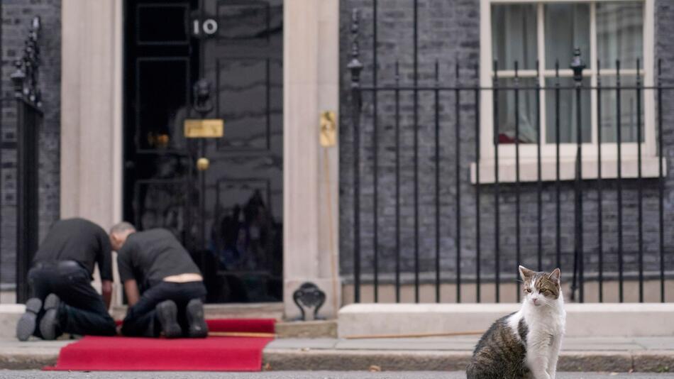 Kater Larry von 10 Downing Street