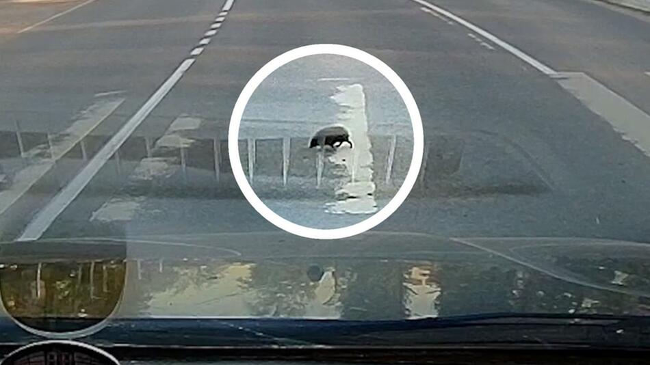 Beim Verkehrsunterricht aufgepasst: Igel trippelt über Zebrastreifen
