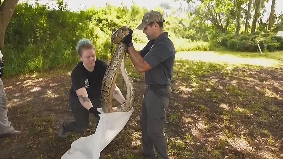 Roboterkaninchen gegen Pythons: Hightech-Köder im Kampf um Floridas Wildtiere