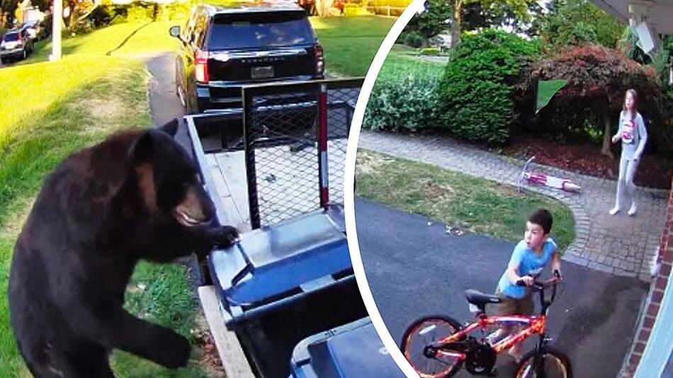 Raubtier an der Mülltonne: Bär jagt Kindern in Connecticut Riesenschreck ein