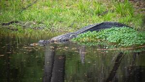 Alligator