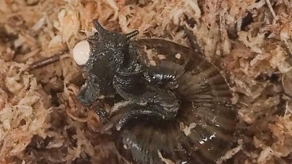 Zum ersten Mal gefilmt: Seltene Raubschnecke legt Eier – aus dem Hals