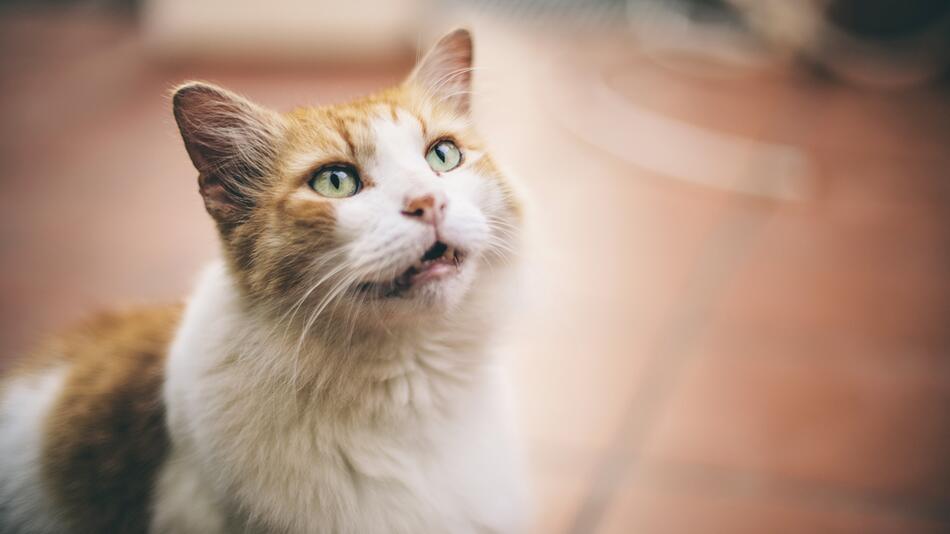Katze